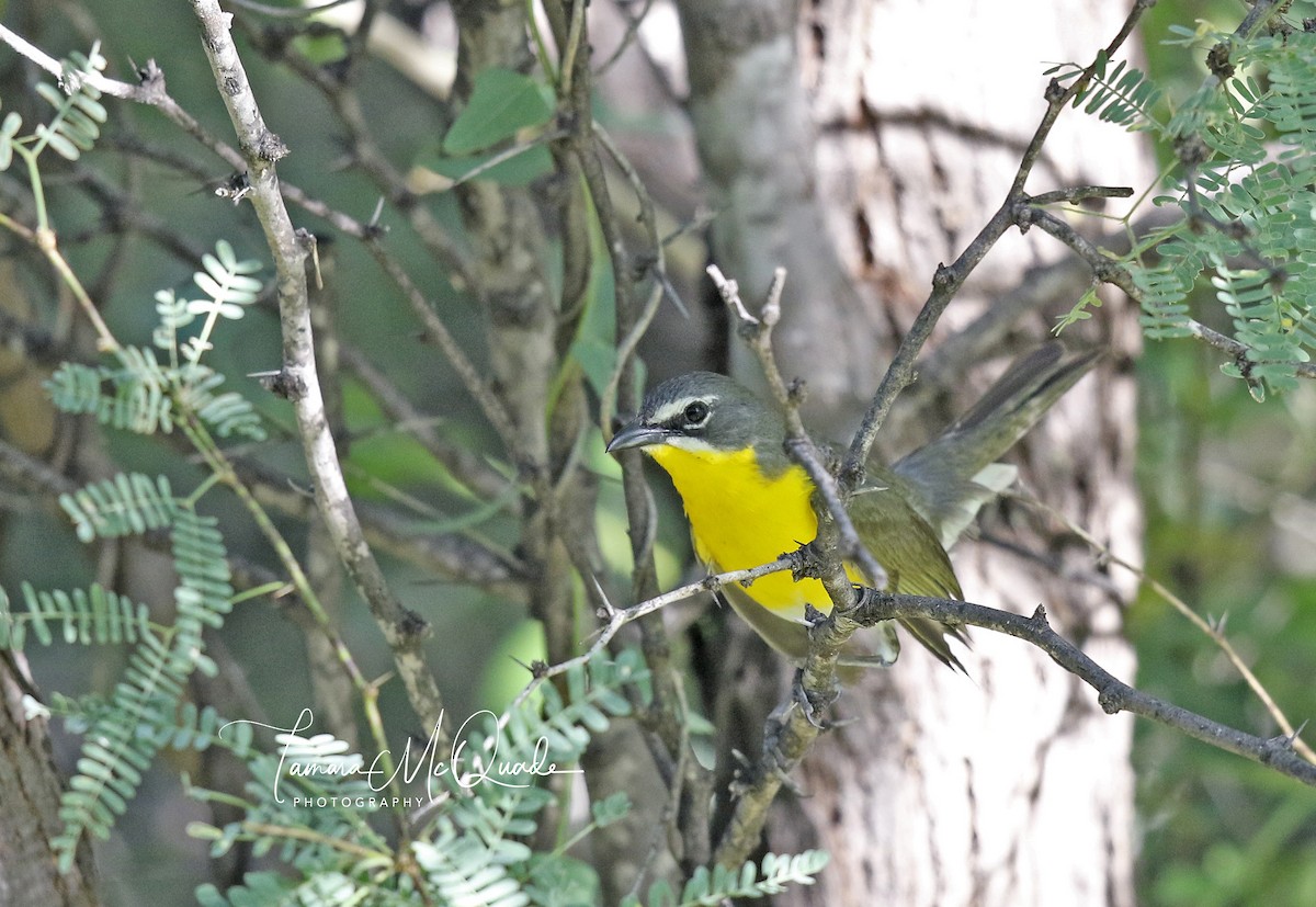 Yellow-breasted Chat - Tammy McQuade
