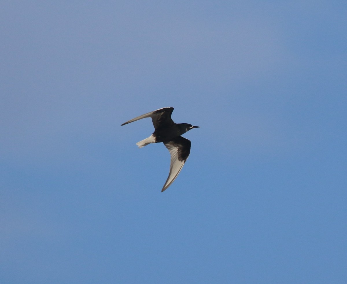 White-winged Tern - Jonathan Plissner