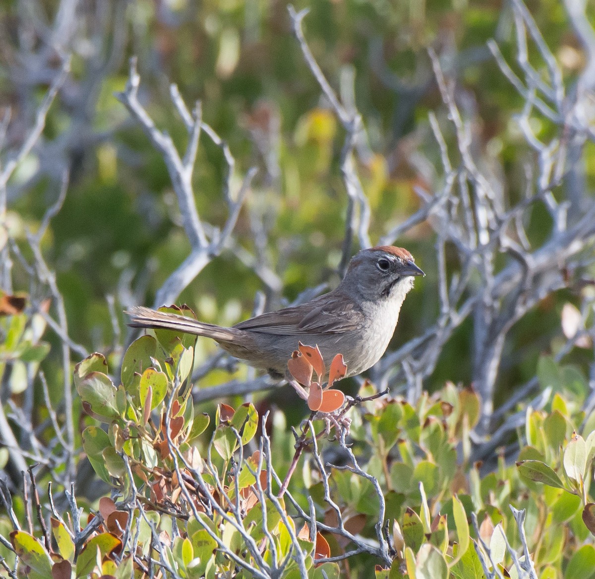 Rufous-crowned Sparrow - ML108433401