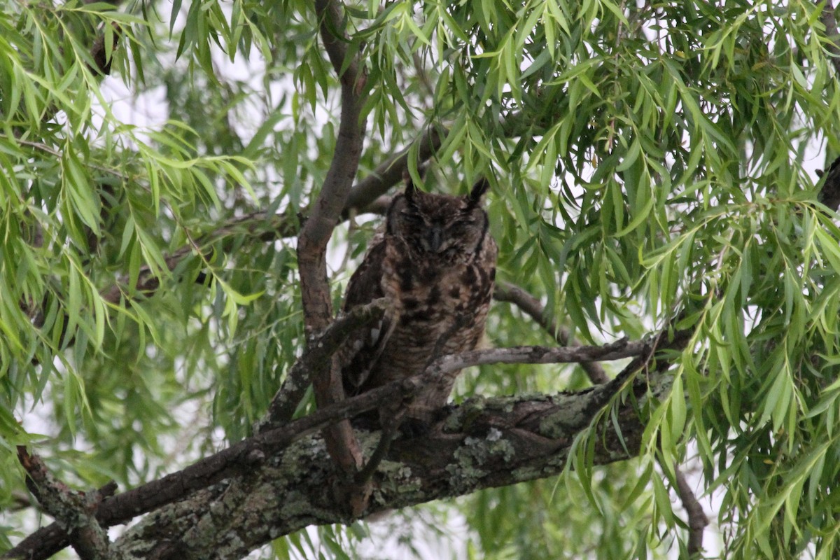 Spotted Eagle-Owl - Stephen Gast