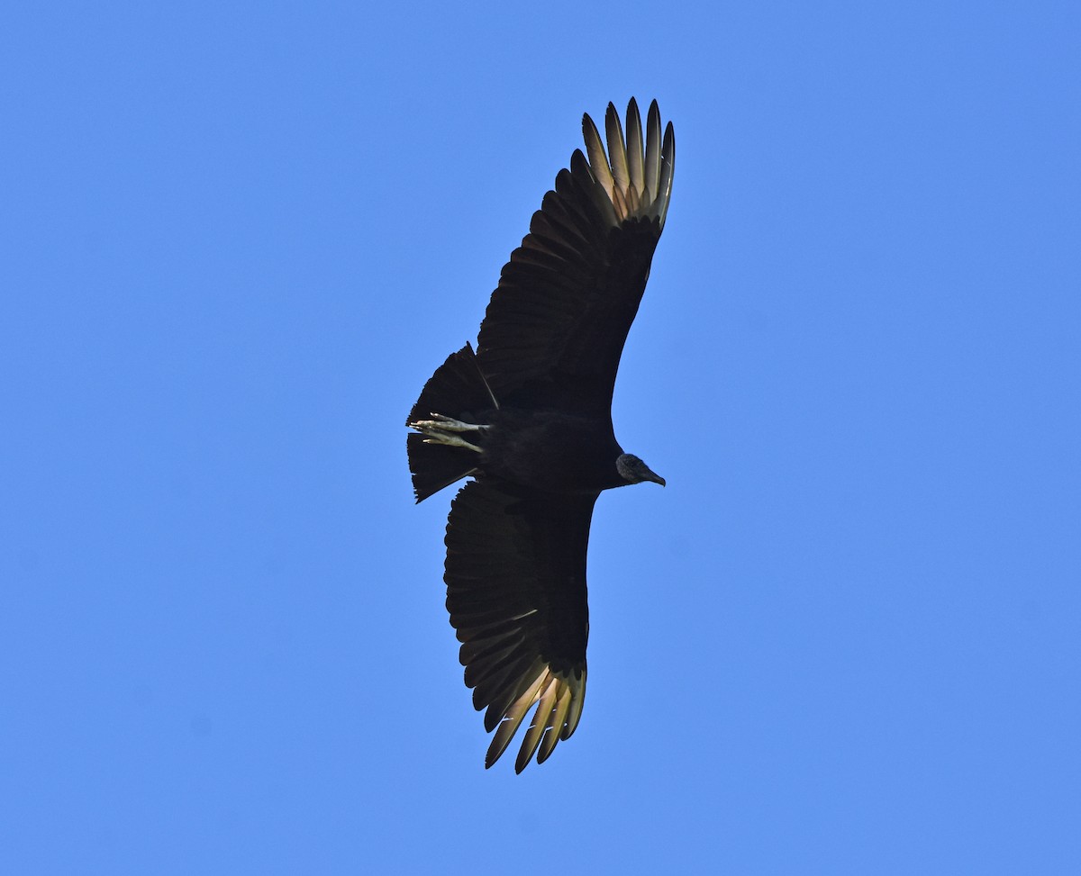 Black Vulture - Bob Zaremba