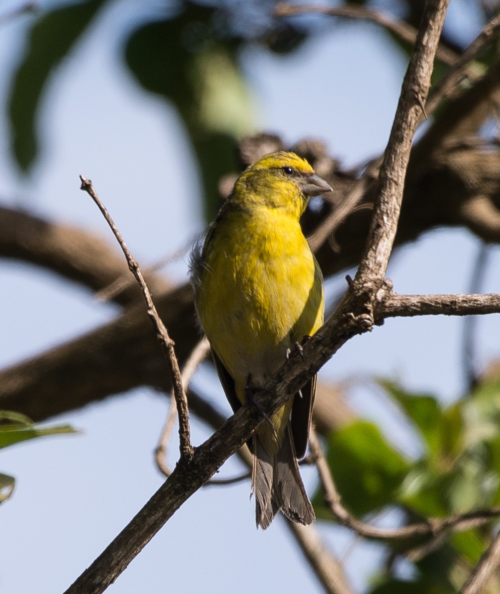 Yellow-crowned Canary - Simon Carter