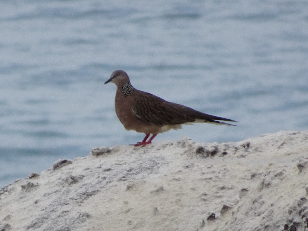 Spotted Dove - Stephen Chang