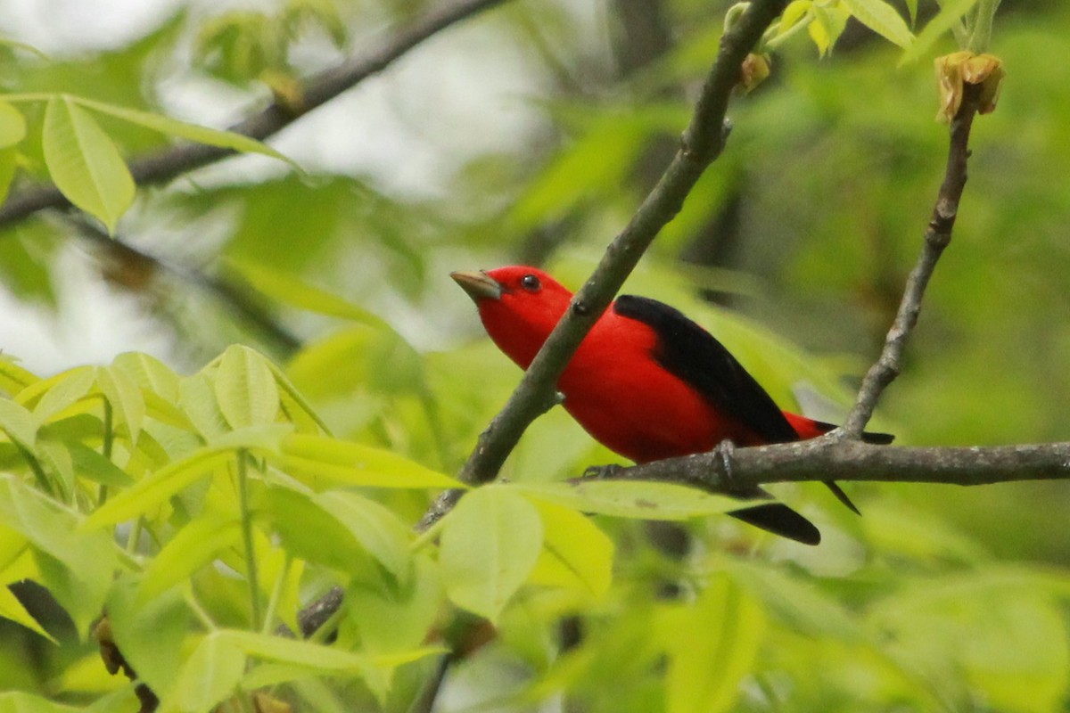 Scarlet Tanager - ML108441501