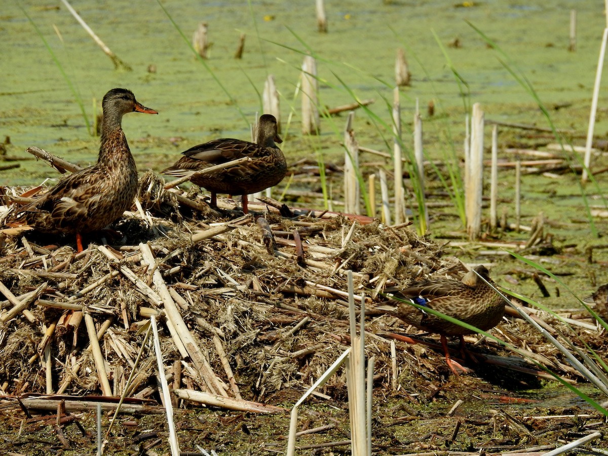 Wisconsin Breeding Bird Atlas Checklist 23 Jul 2018 Sensiba Swa 33 Species 7523