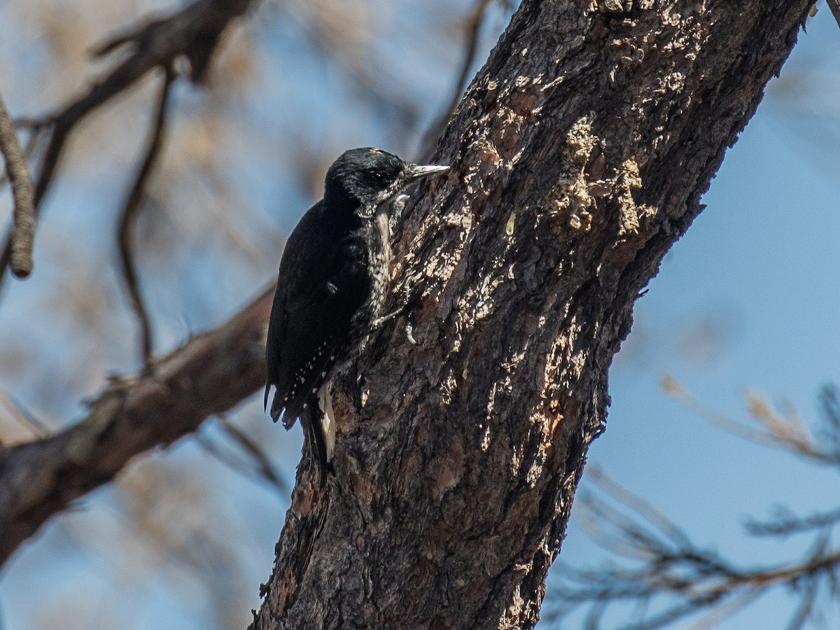 Black-backed Woodpecker - Bruce Aird