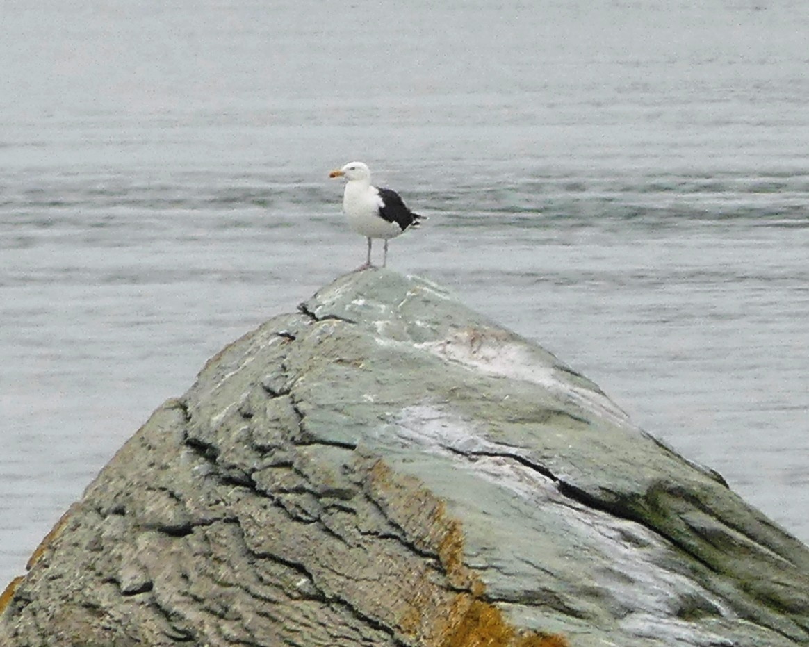 Great Black-backed Gull - Yves Scholten