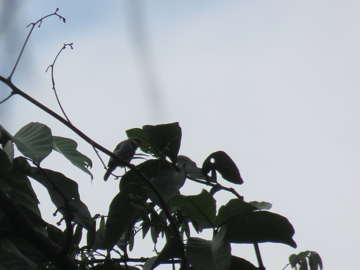 Rufous-crowned Eremomela - Nicholas Fordyce - Birding Africa