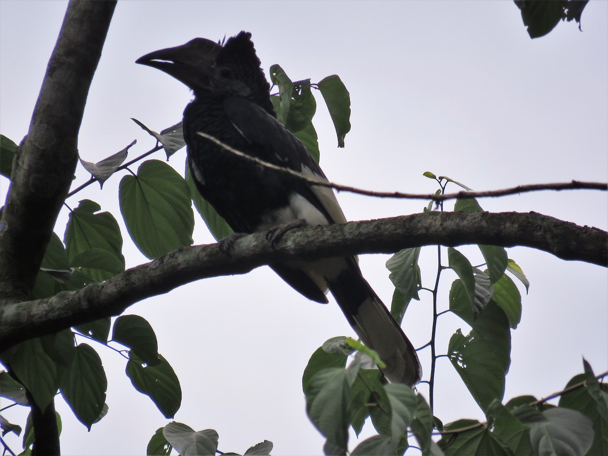 White-thighed Hornbill - Nicholas Fordyce - Birding Africa