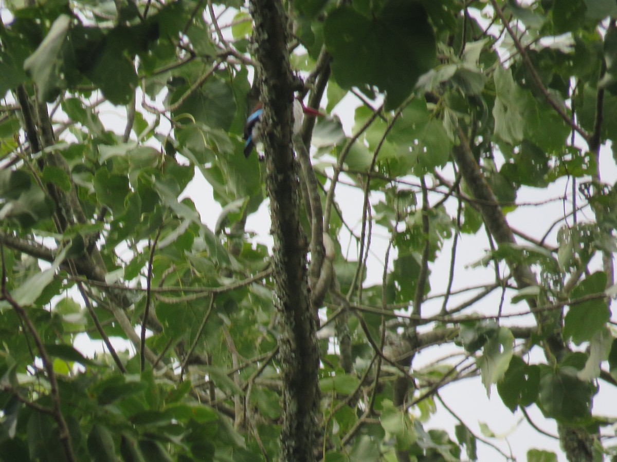 Chocolate-backed Kingfisher - Nicholas Fordyce - Birding Africa