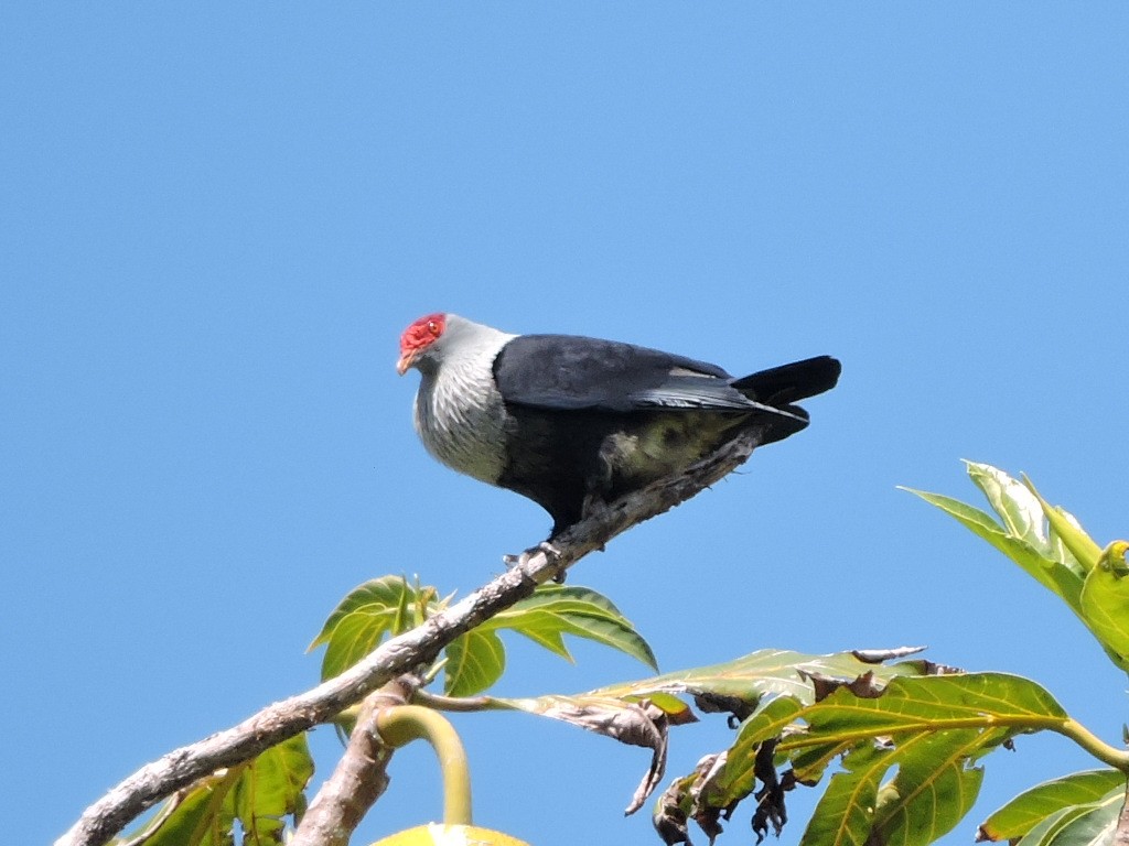 Seychelles Blue-Pigeon - ML108450371