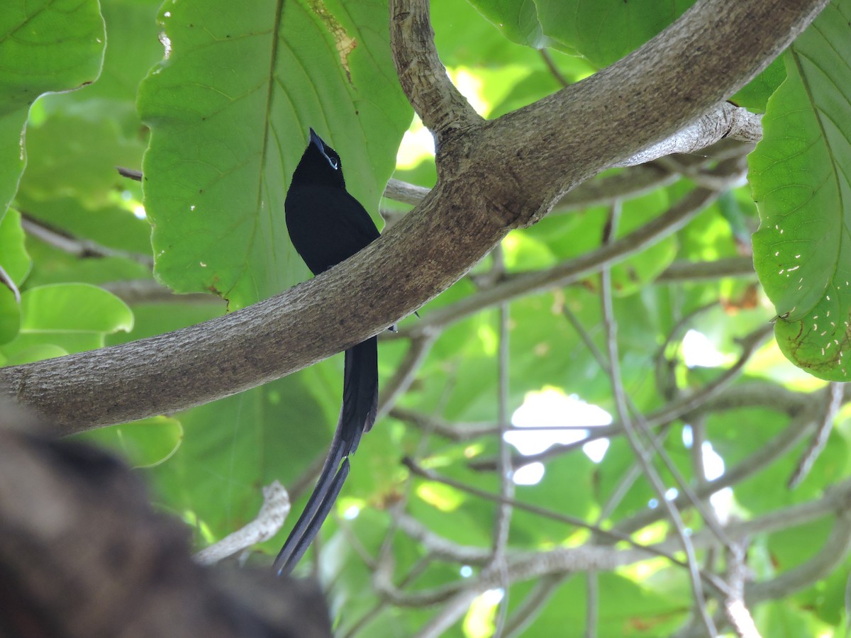 Seychelles Paradise-Flycatcher - ML108450441