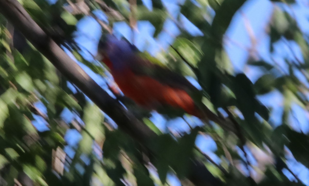 Painted Bunting - ML108451041