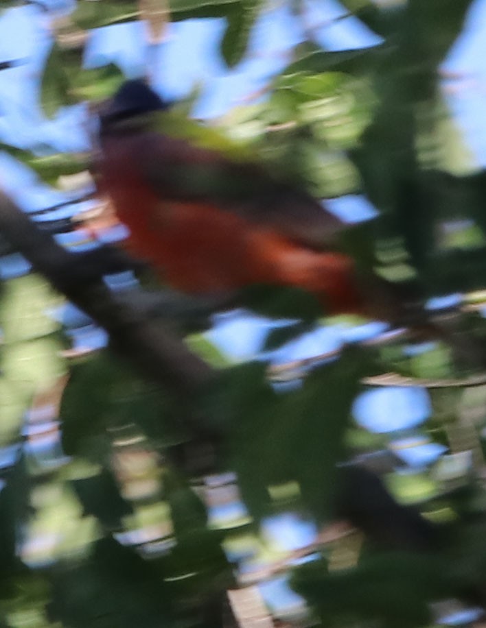 Painted Bunting - ML108451111