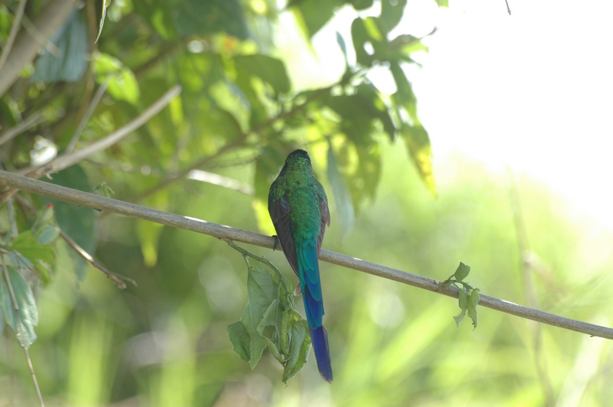 Long-tailed Sylph - ML108452481