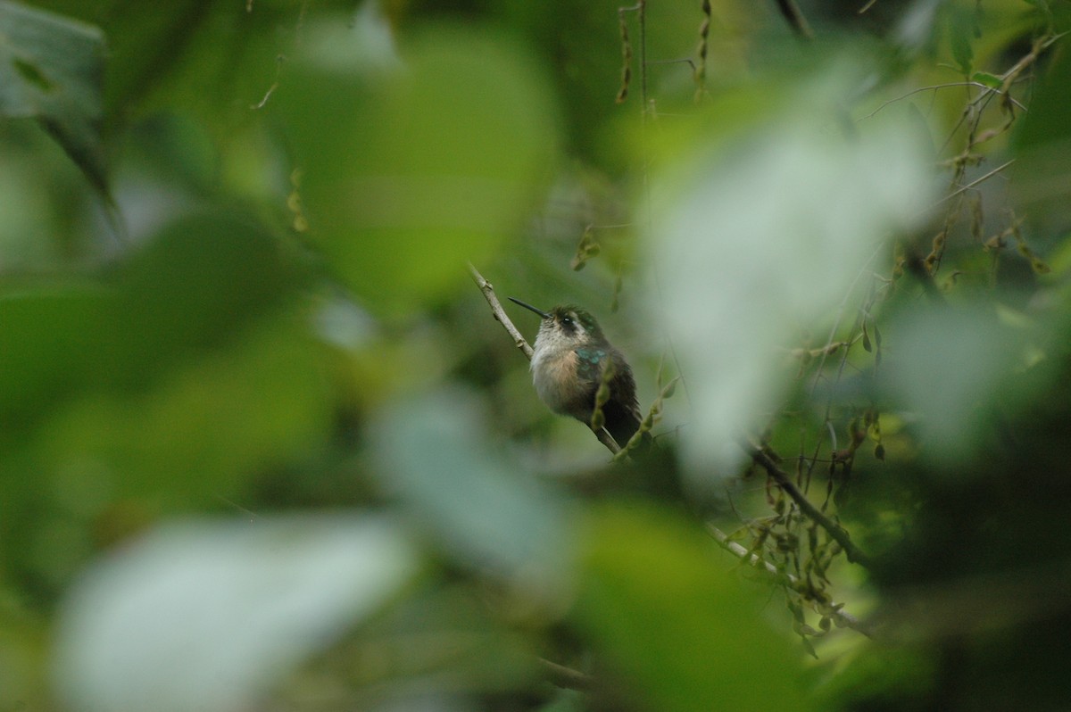Speckled Hummingbird - ML108452631