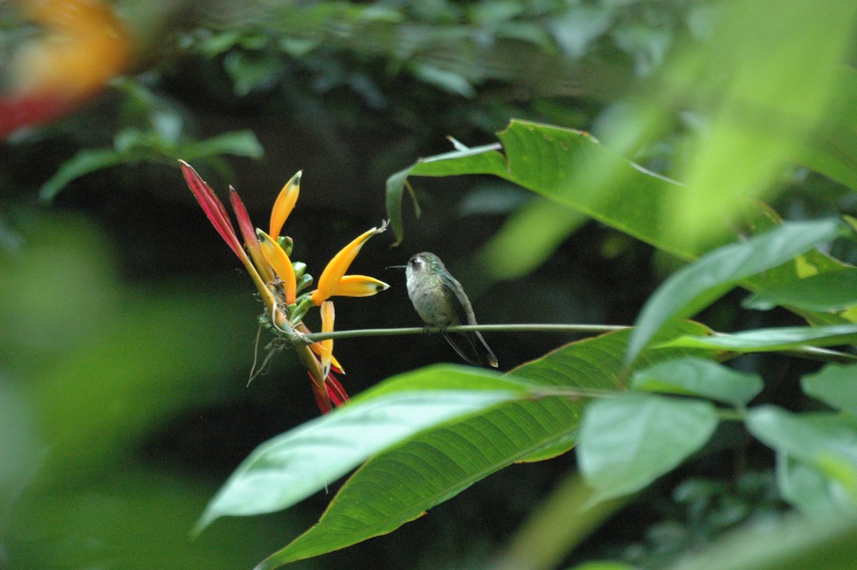 Speckled Hummingbird - Juan Escudero