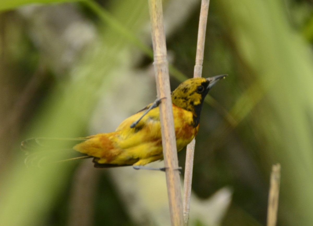 Orchard Oriole - ML108454381