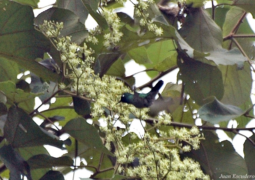 Violet-headed Hummingbird - Juan Escudero