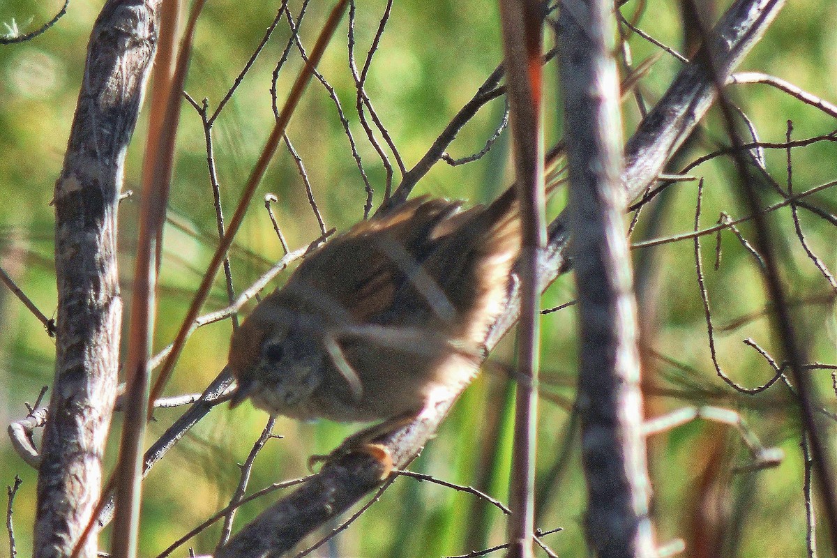 Pale-breasted Spinetail - ML108459681