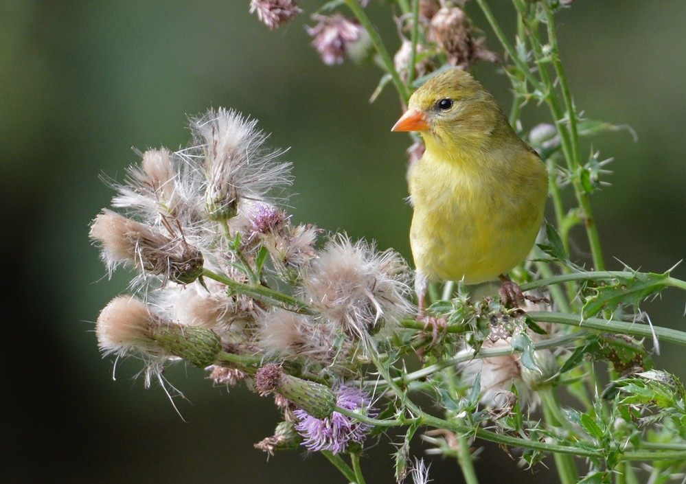 American Goldfinch - Dick Horsey