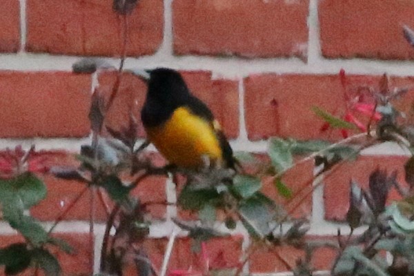 Black-vented Oriole - Greg Page