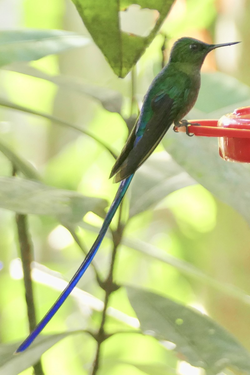 Long-tailed Sylph - ML108466171