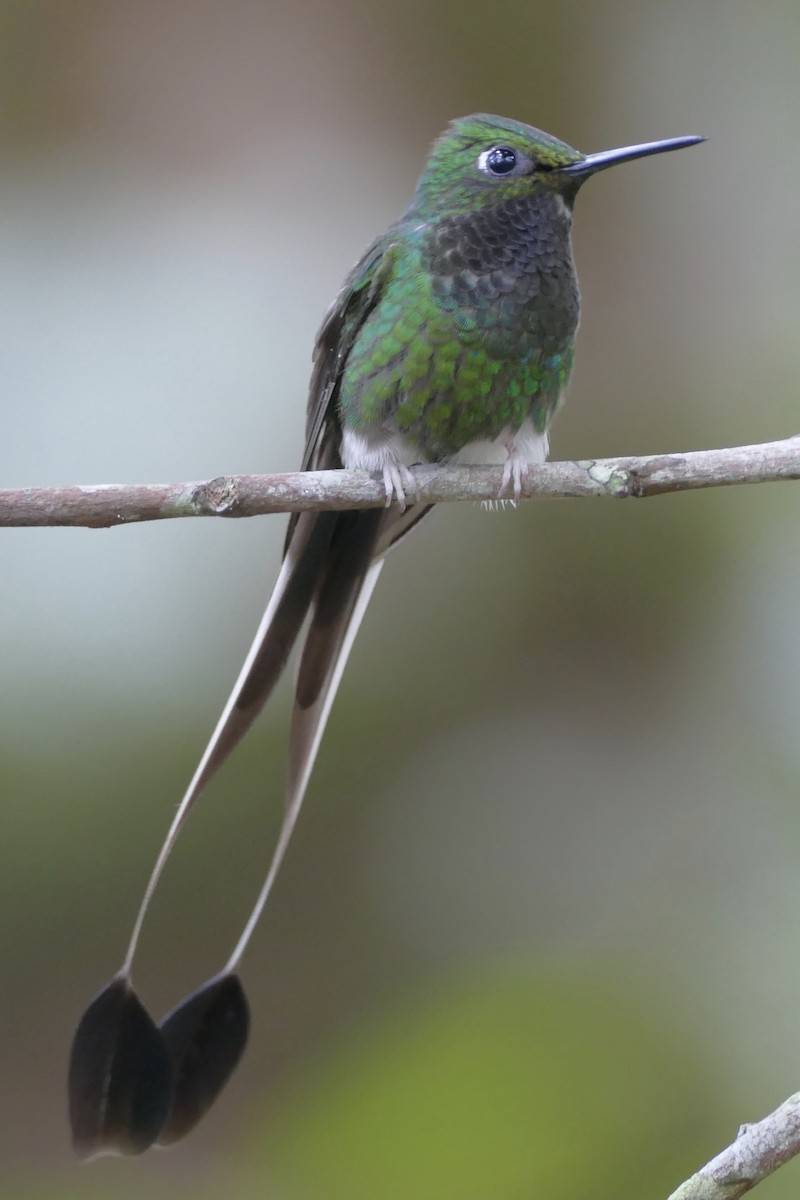 White-booted Racket-tail - ML108466561