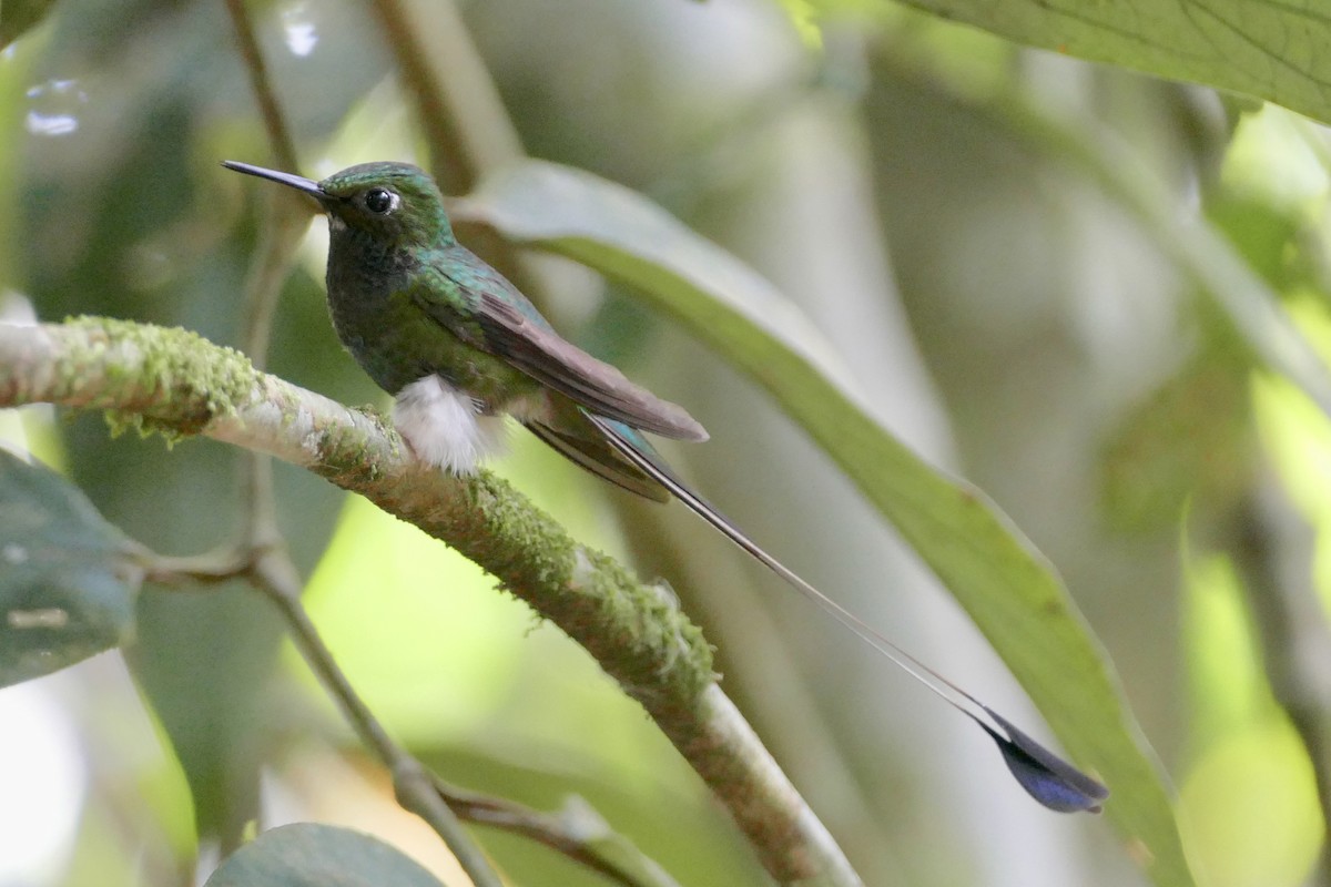 White-booted Racket-tail - ML108466781