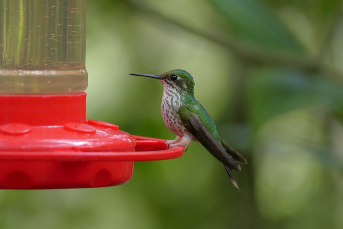 White-booted Racket-tail - ML108466851