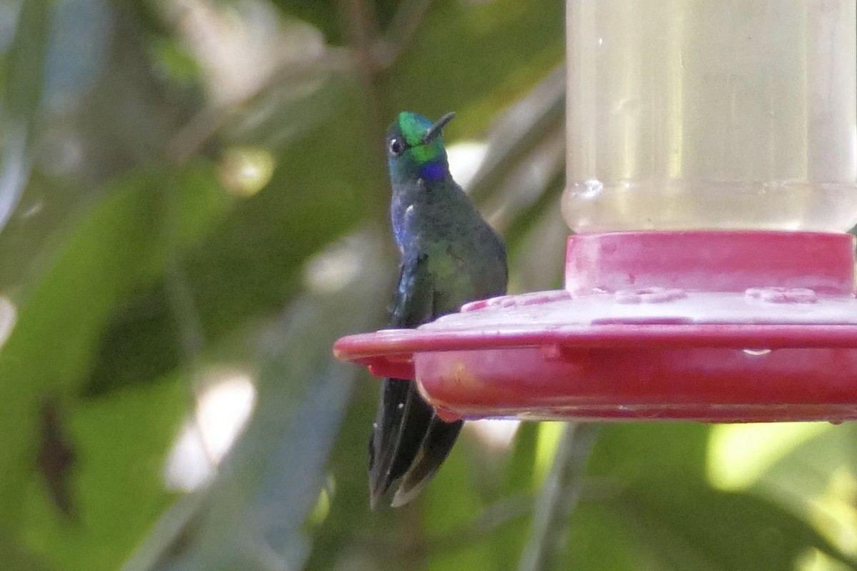 Green-crowned Brilliant - ML108467181