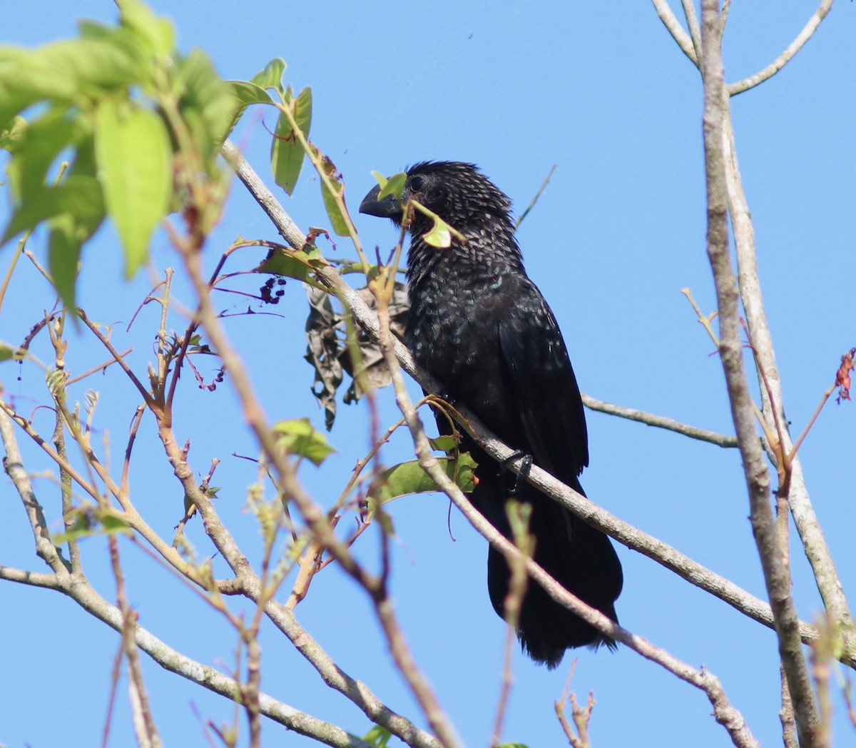 Smooth-billed Ani - Andre Moncrieff