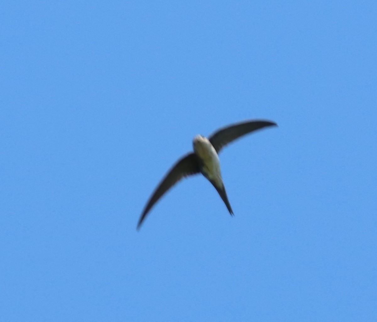 Fork-tailed Palm Swift - Andre Moncrieff