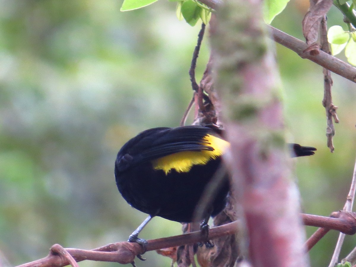 Flame-rumped Tanager - ML108469851