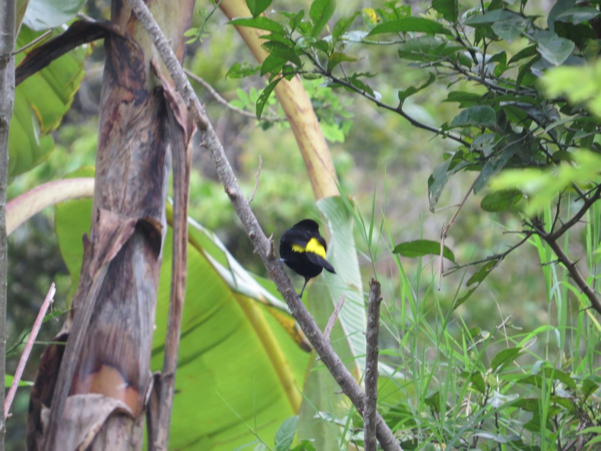 Flame-rumped Tanager - ML108469861