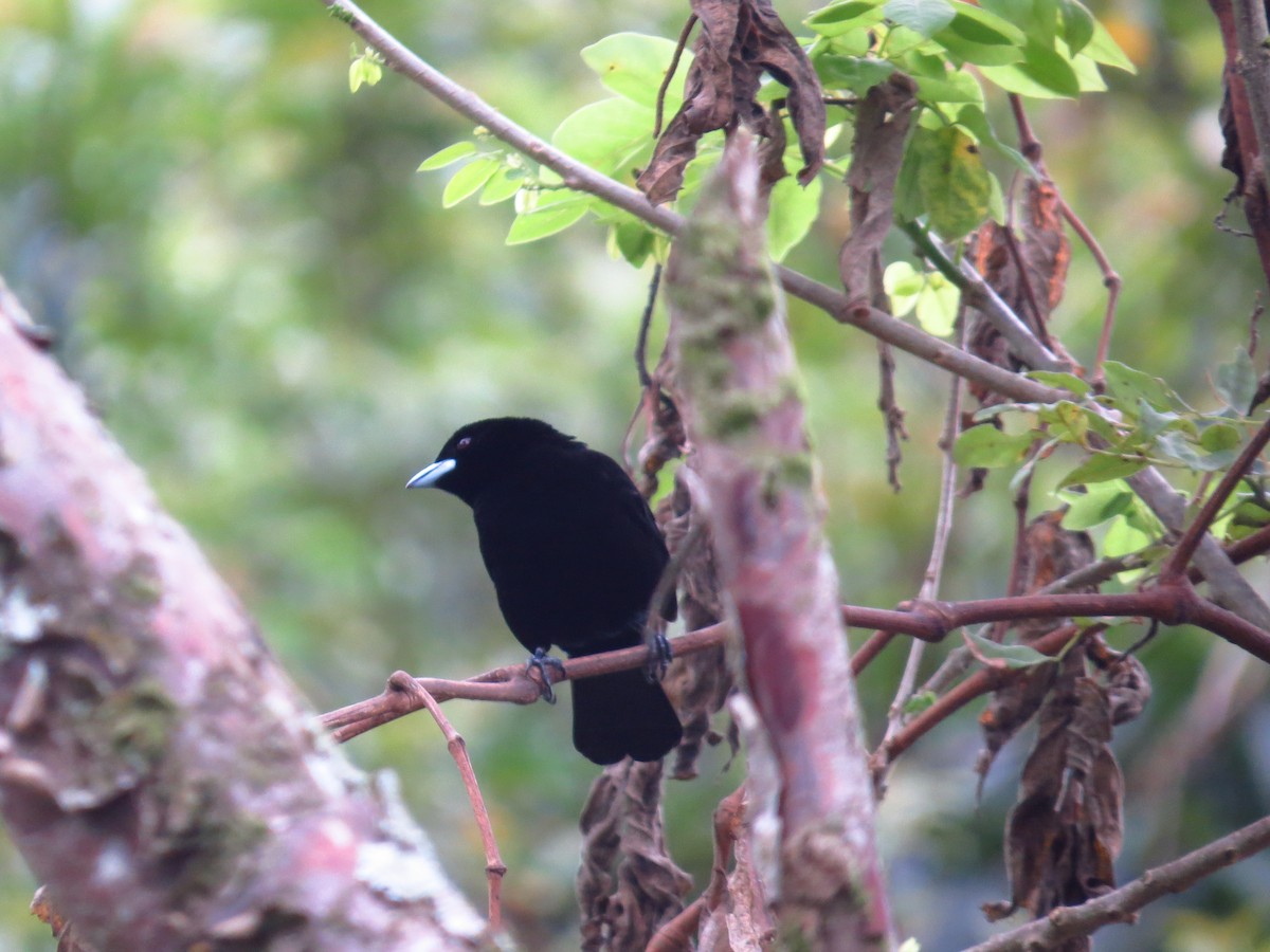 Flame-rumped Tanager - ML108469871