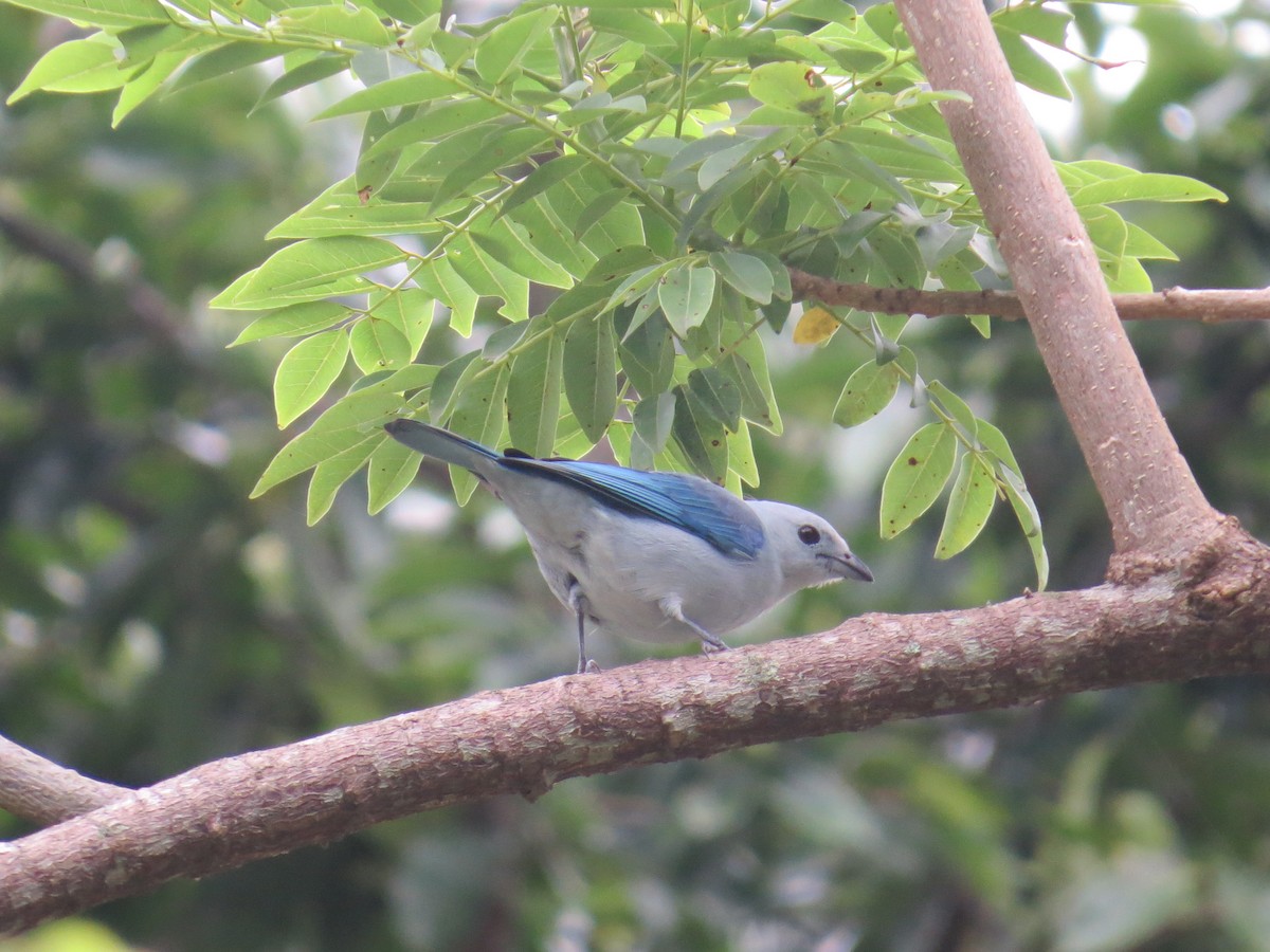 Blue-gray Tanager - ML108470471