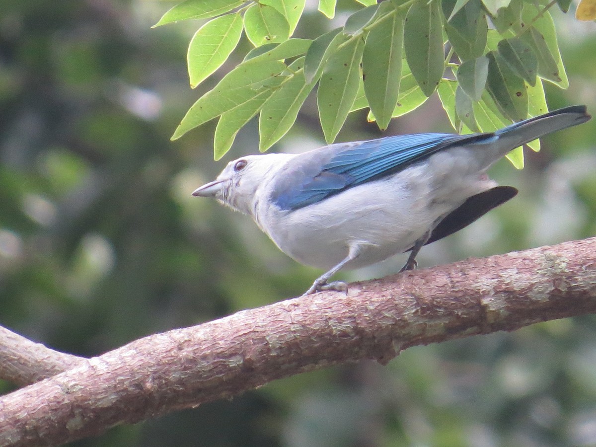Blue-gray Tanager - ML108470481