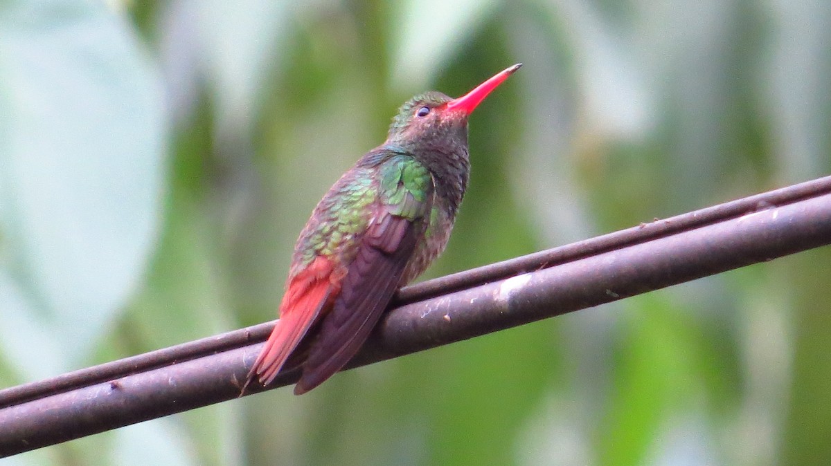 Rufous-tailed Hummingbird - ML108470731