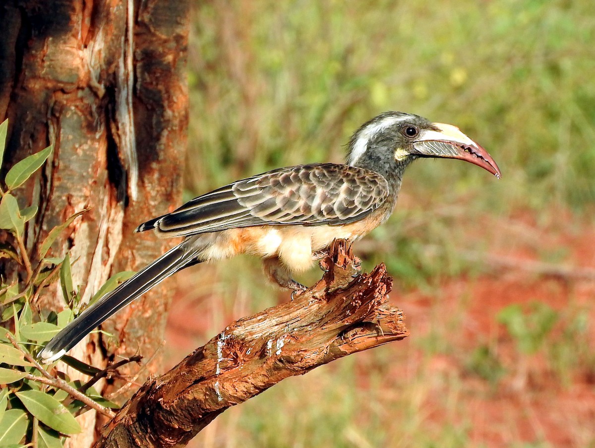 African Gray Hornbill - Todd A. Watkins