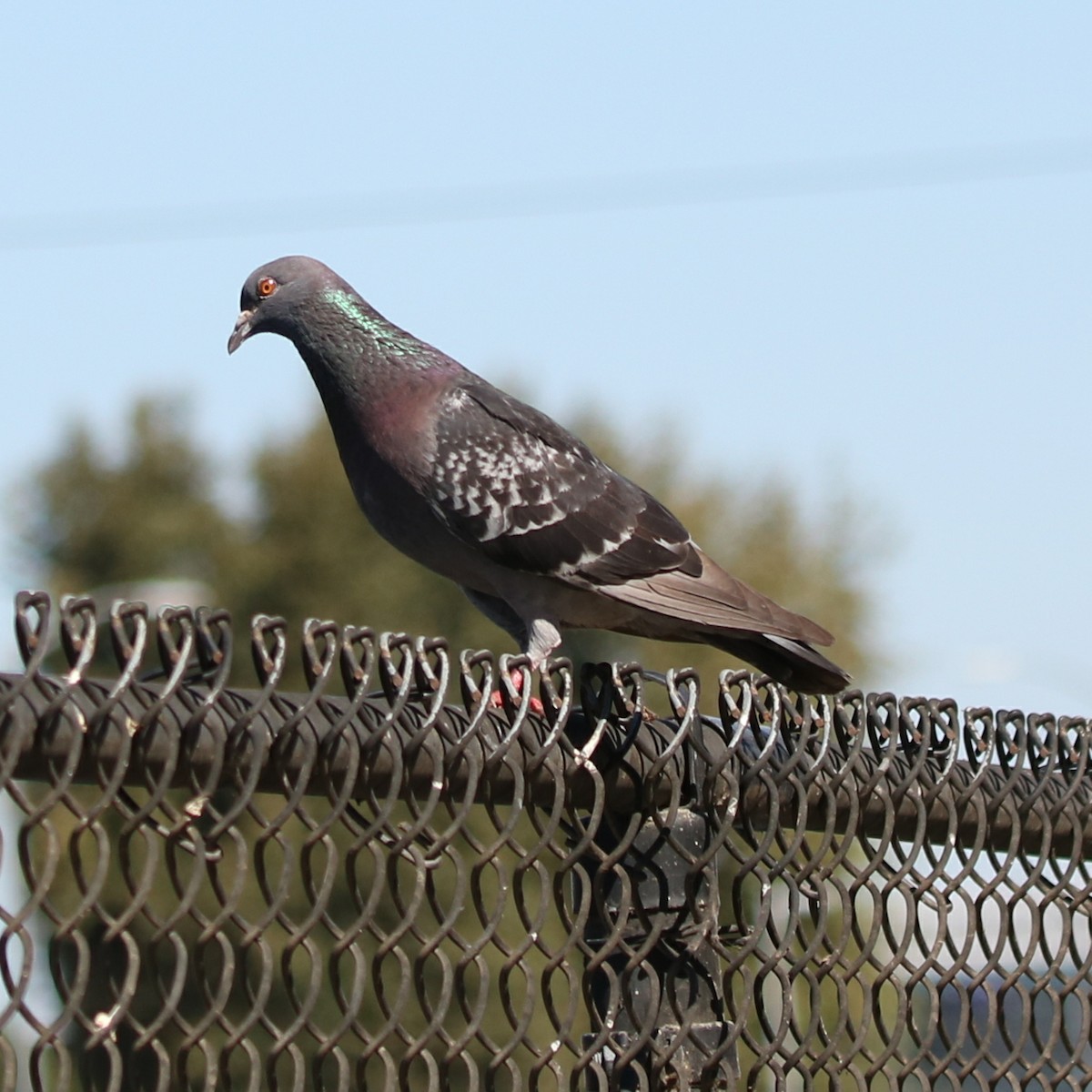 Rock Pigeon (Feral Pigeon) - ML108472711