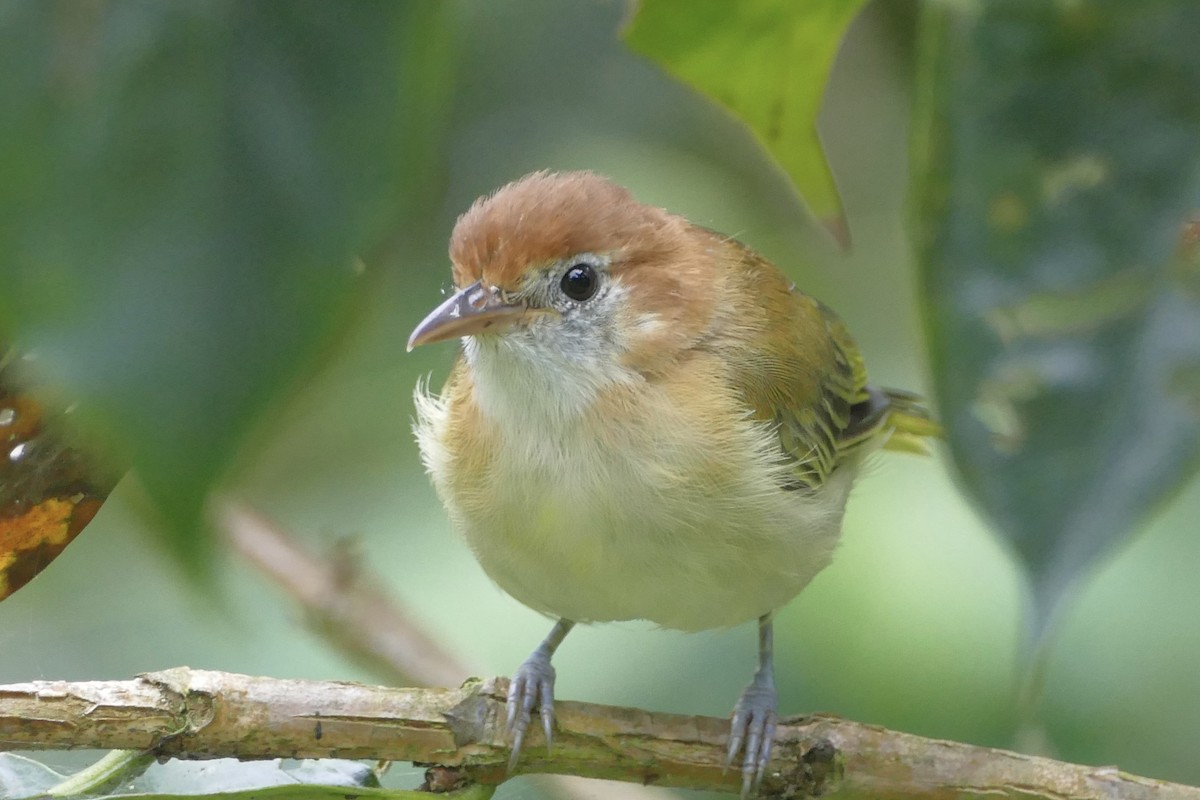 Rufous-naped Greenlet - ML108473311