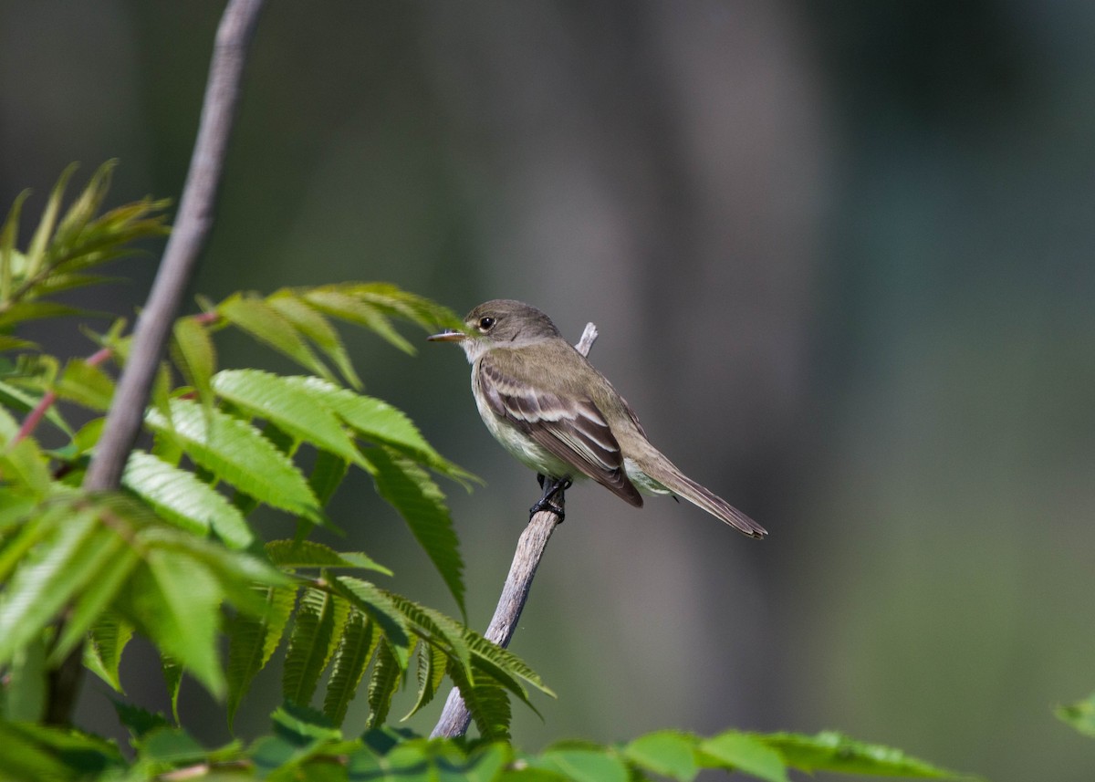 Willow Flycatcher - Tom Lally