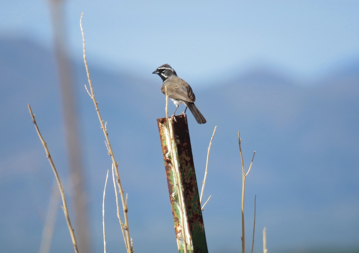 Black-throated Sparrow - ML108475151