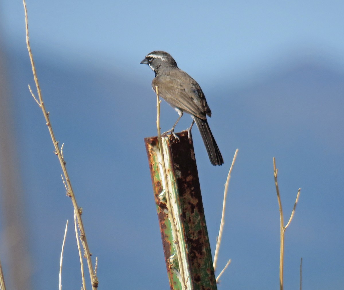 Black-throated Sparrow - ML108475161