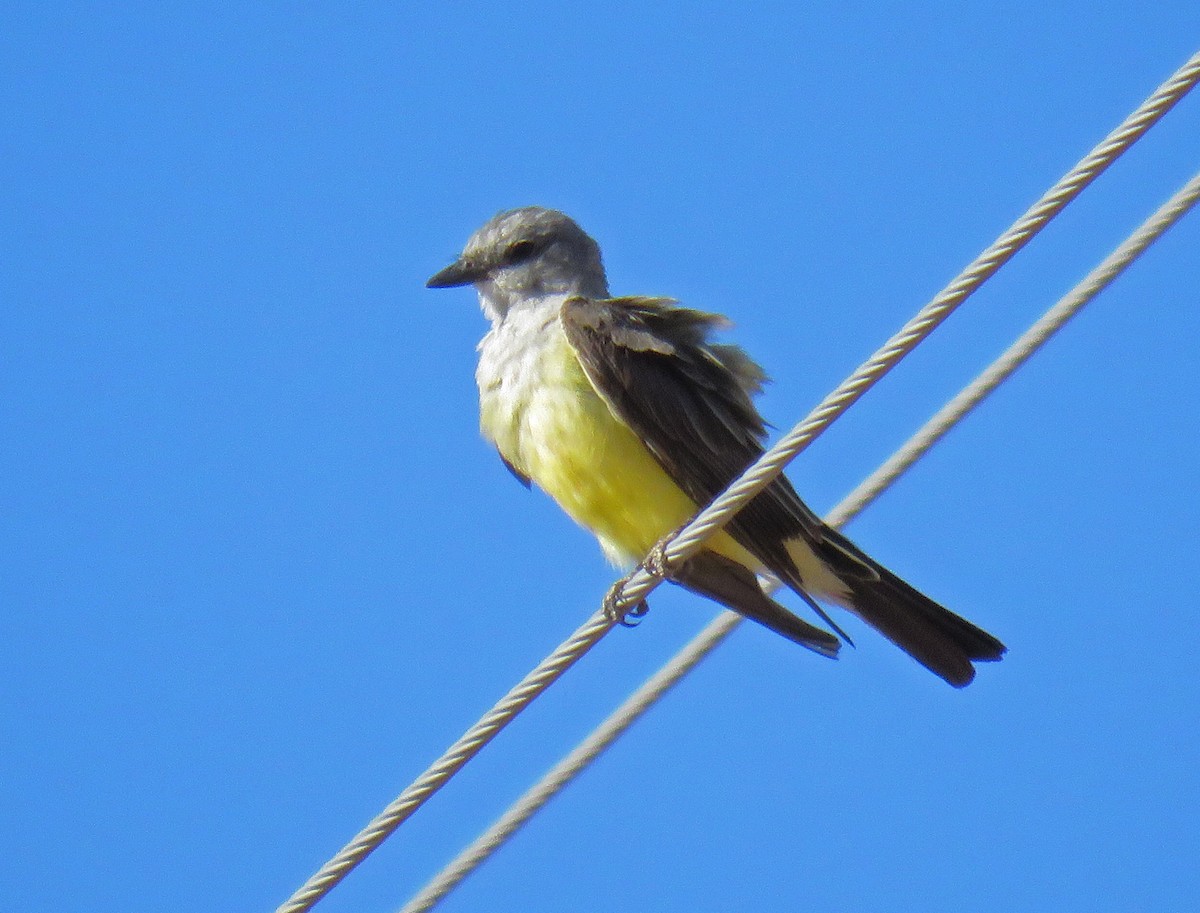 yellow-bellied kingbird sp. - ML108475961