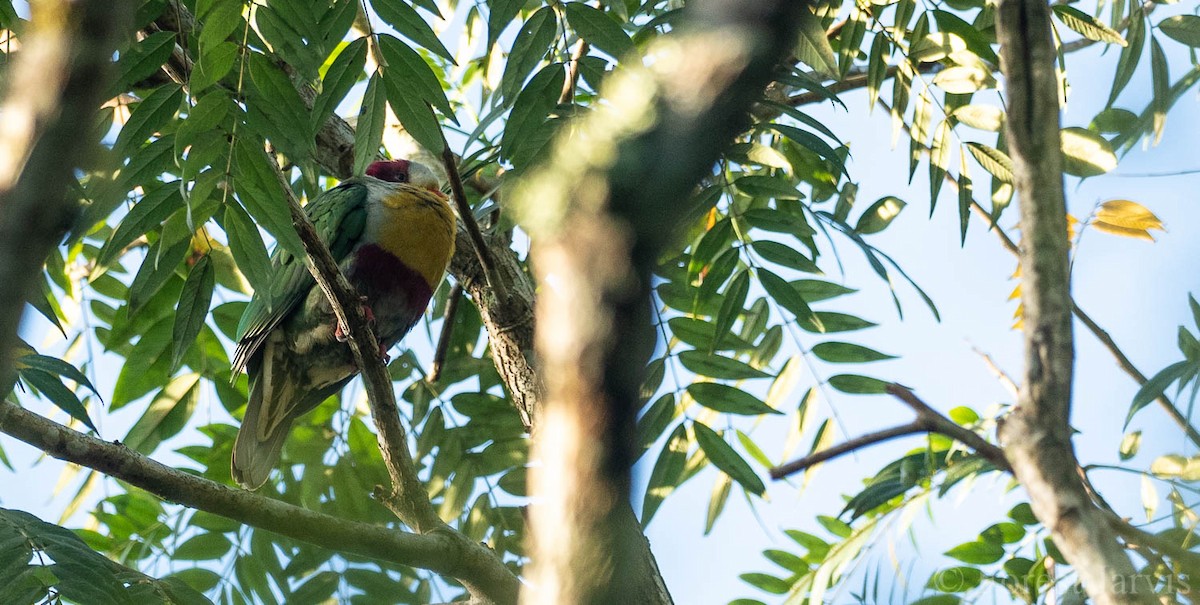 Yellow-breasted Fruit-Dove - Forest Botial-Jarvis