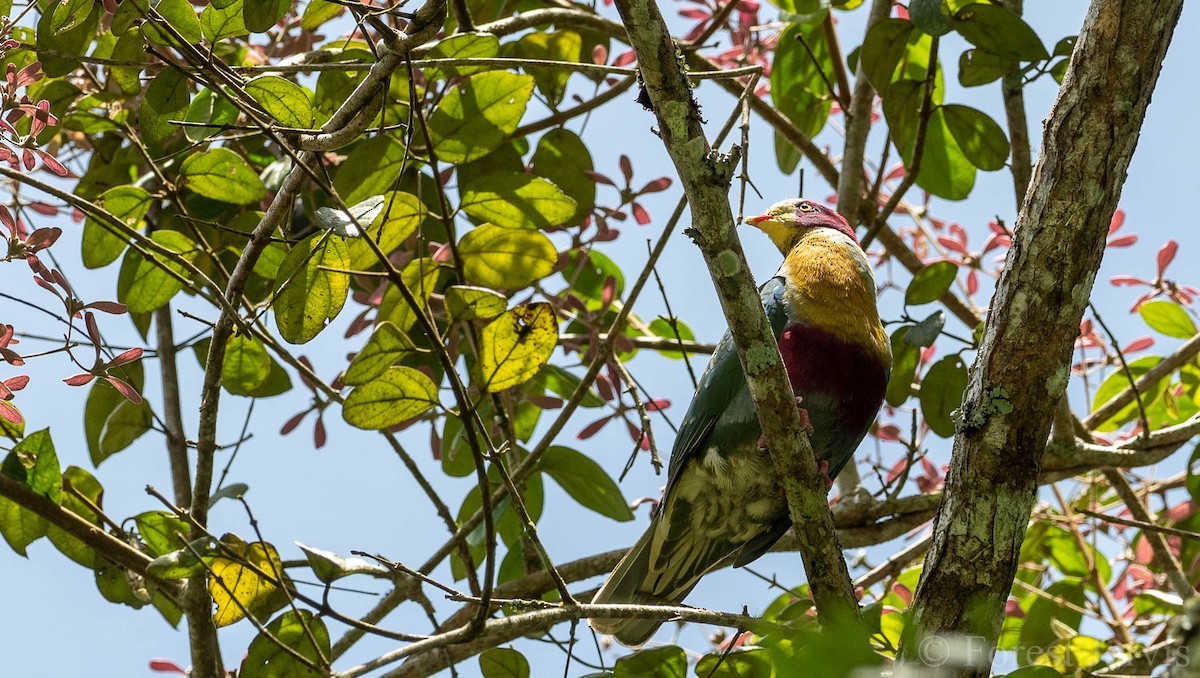 Yellow-breasted Fruit-Dove - ML108478451