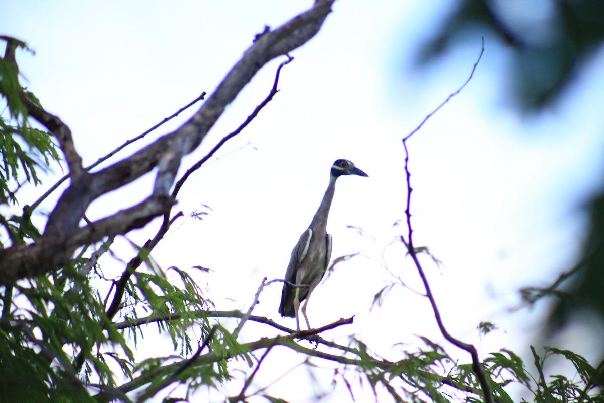 Yellow-crowned Night Heron - Gumercindo  Pimentel