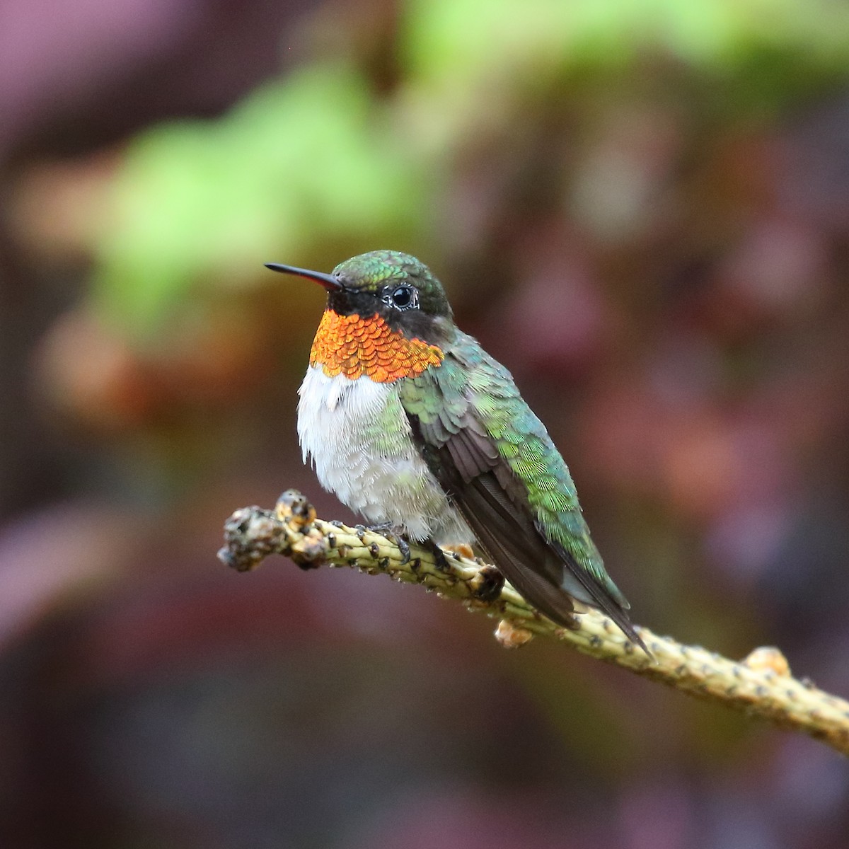 Ruby-throated Hummingbird - ML108484701